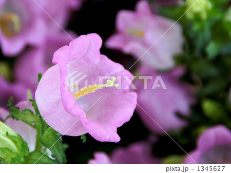 カンパニュラ・メディウム カンパニュラ・メディウム 1345627