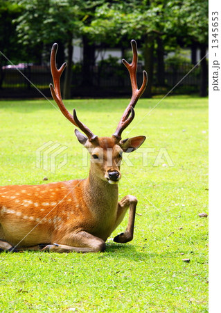 牡鹿 牡鹿 1345653