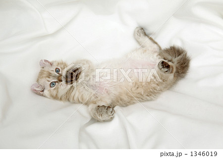 寝ぞべる子猫 1346019