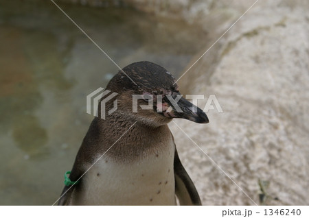 お子様ペンギン 1346240