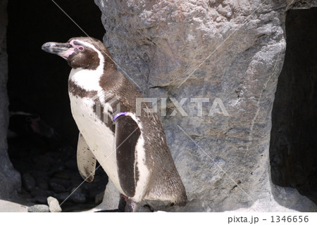 ペンギン 1346656