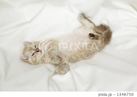 リラックスして寝そべる子猫 1346750