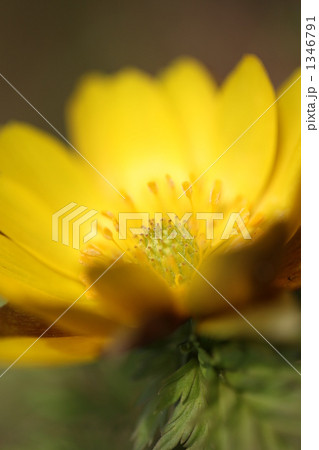 福寿草 1346791