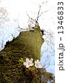 誕生 1346833