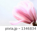 purple flower 1346834
