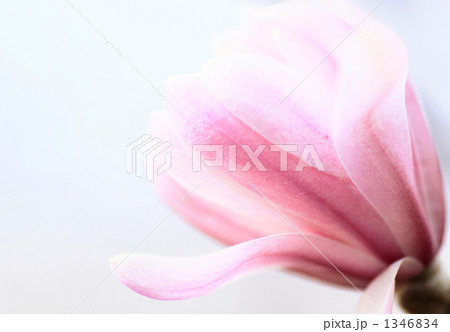 purple flower 1346834