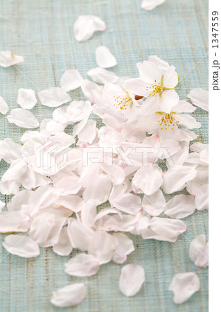 桜の花びら和風 1347559