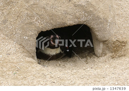 ぼくんち 1347639