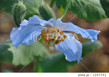 ヒマラヤの青けし 1347741