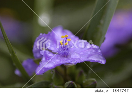 雨上がり露に濡れたツユクサの接写です。 1347747