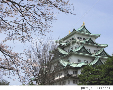桜咲く天主閣 桜咲く天主閣 1347773