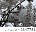 桜と雪 1347781