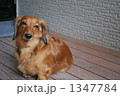 おすまし？ 1347784
