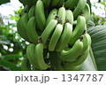 青い果実 1347787