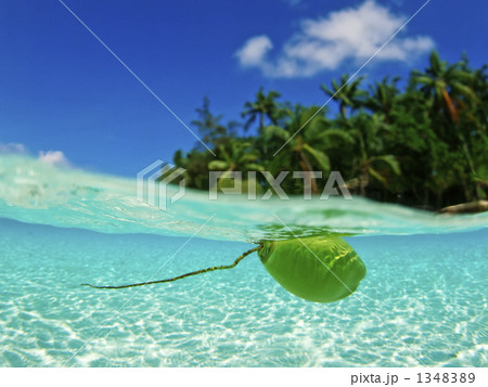 海中のヤシの実 海中のヤシの実 1348389