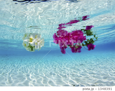 水中の花 1348391