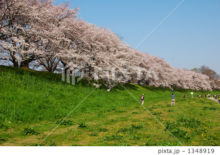 快晴の桜並木～見渡す 1348919