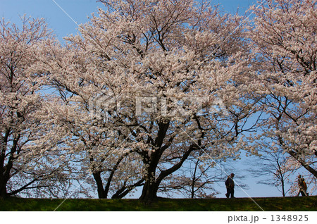 快晴の桜並木～正面から見上げる 1348925