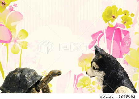 犬と亀 1349062