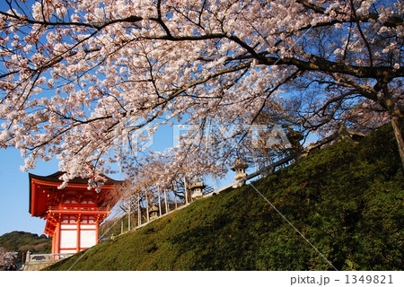 清水の桜 清水の桜 1349821