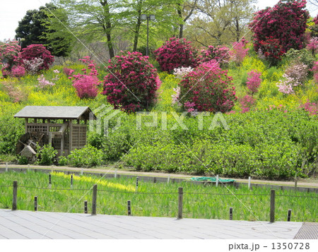 しょうぶ園 1350728