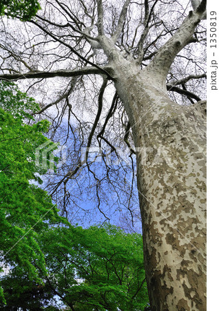 スズカケノキ スズカケノキ 1350819