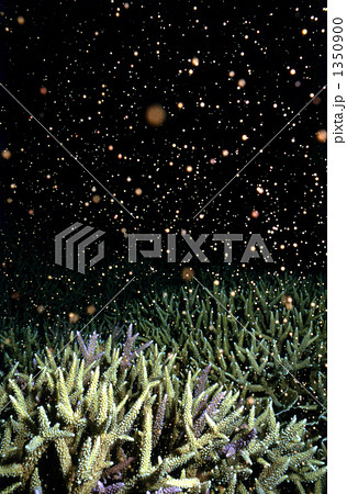 サンゴの産卵 1350900