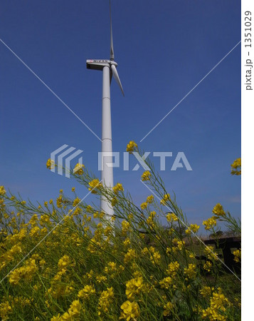 風力発電と菜の花 風力発電と菜の花 1351029