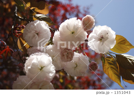 八重桜 1351043