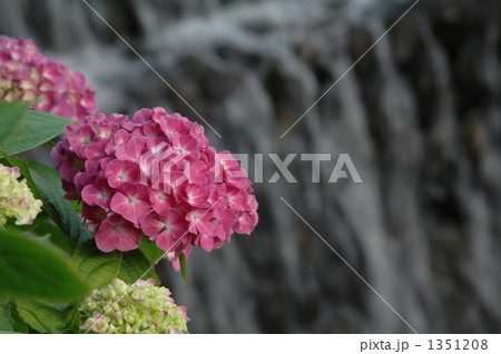 滝辺に咲く紫陽花 滝辺に咲く紫陽花 1351208
