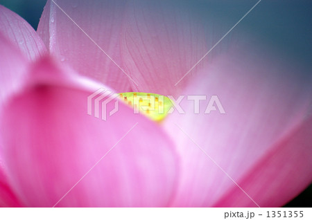 ハチス ハチス 1351355