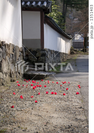 椿の落花 1351403