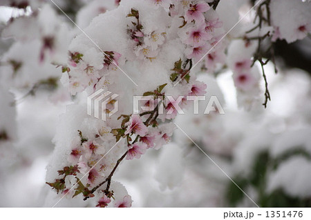 雪とマメザクラ 1351476