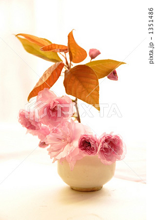 八重桜の生け花 1351486