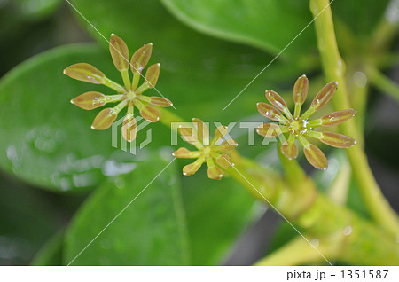 カポック_若葉_植物 1351587