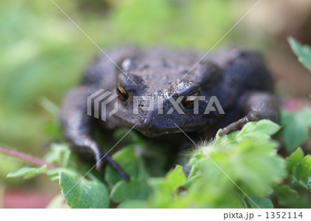 ヒキガエル 1352114