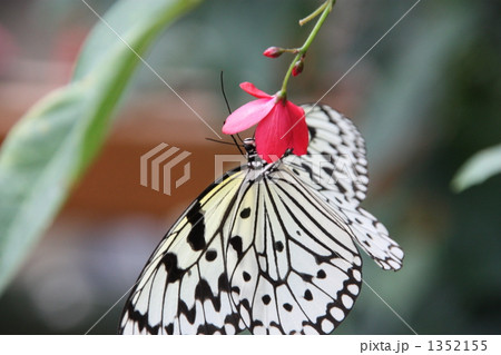 オオゴマダラと赤い花 1352155