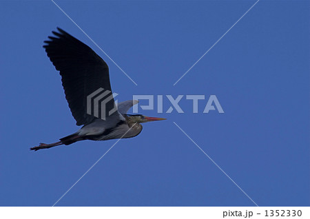 優雅に大空を飛翔する蒼鷺 1352330