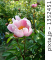 開花 1352451
