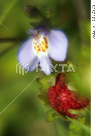 トキワハゼとヘビイチゴ トキワハゼとヘビイチゴ 1352825