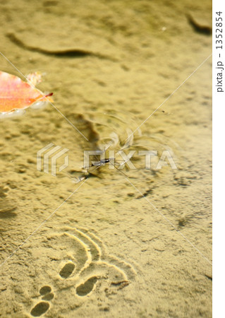 アメンボ 1352854