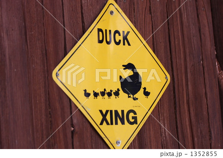 カモが渡ります 1352855