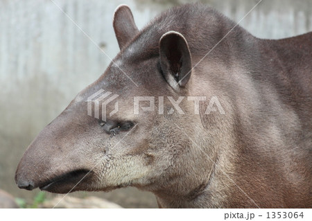 夢食い 夢食い 1353064