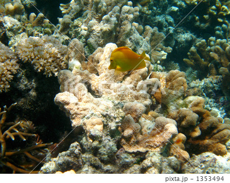 キイロハギ　260 1353494