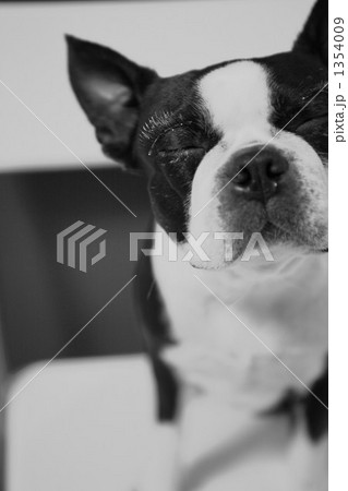 ウインク？ 1354009