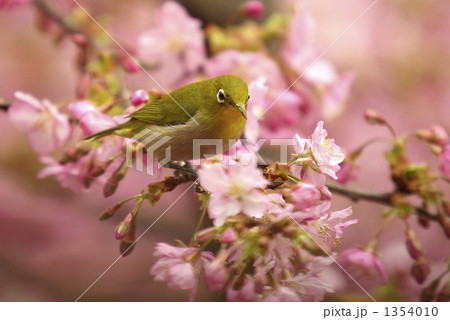 河津桜の蜜を吸うメジロ 1354010
