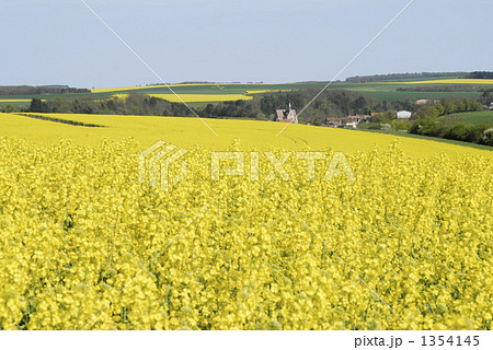 ブルゴーニュ地方の丘陵地帯の菜の花畑 1354145