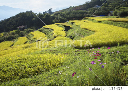 長野 姨捨 棚田の秋 田毎の月 長野 姨捨 棚田の秋 田毎の月 1354324
