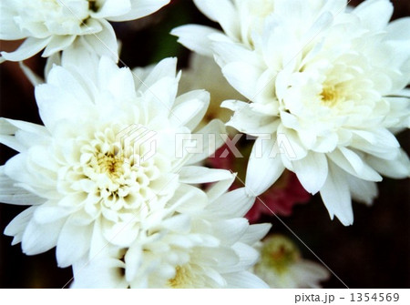 菊花・・・その五 1354569