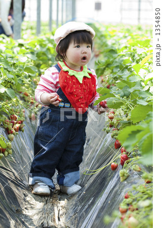 苺狩りをする子供 1354850